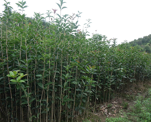 桂花樹(shù)12