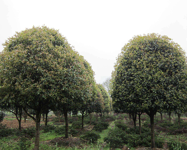 桂花樹(shù)13