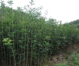 桂花樹(shù)3