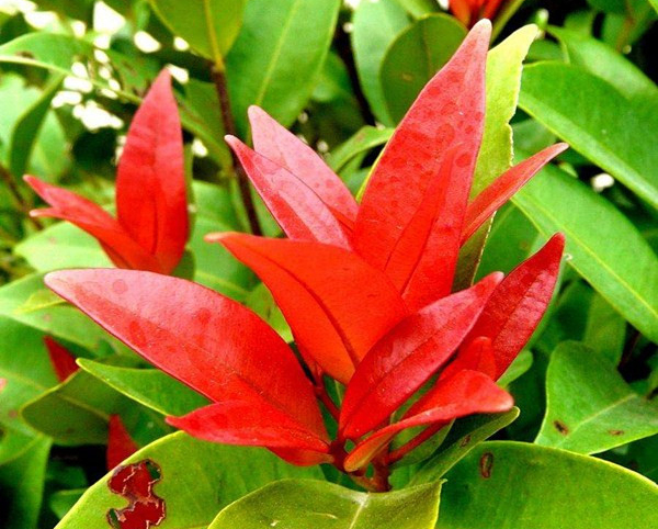 紅葉石楠14