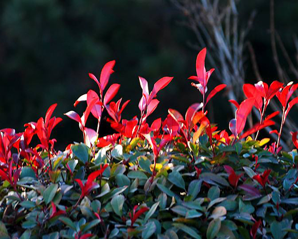 紅葉石楠17