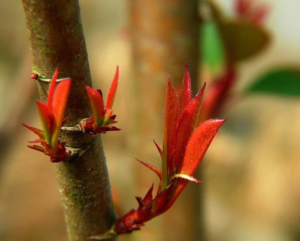 紅葉石楠25
