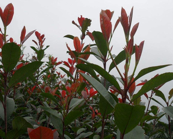 紅葉石楠26