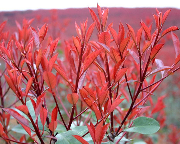 紅葉石楠5